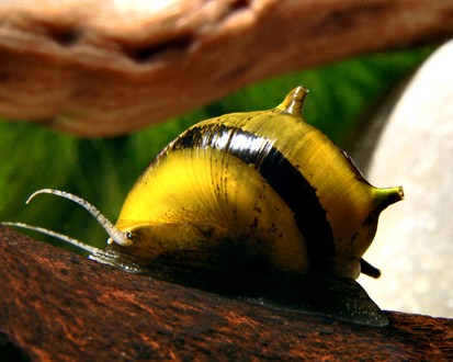 What Aquarium Snails Actually Remove From a Planted Tank—and What They Leave Behind